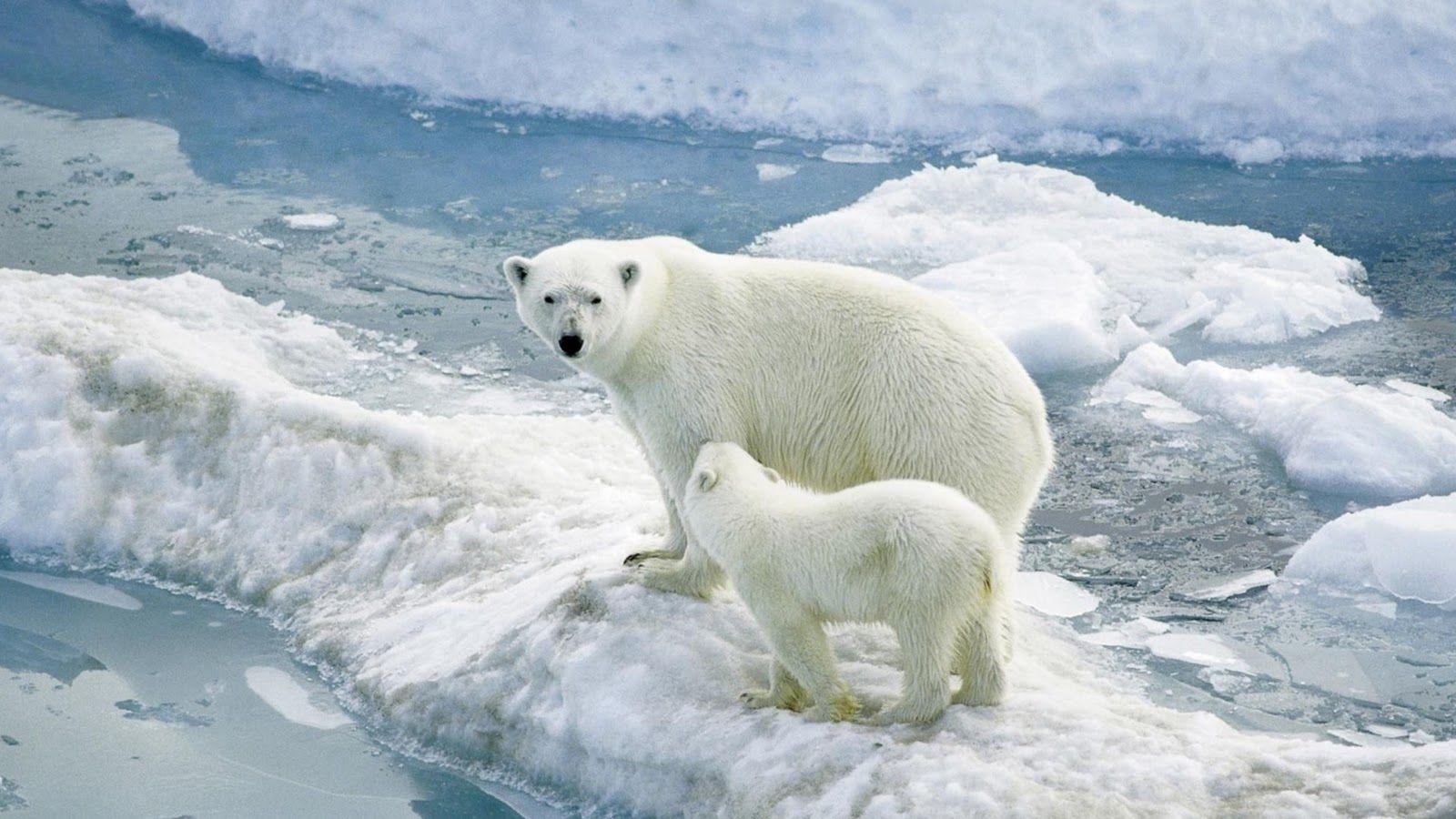 Eisbär Weihnachten Hintergrund Tier Bild, 1600x900 HD Desktop