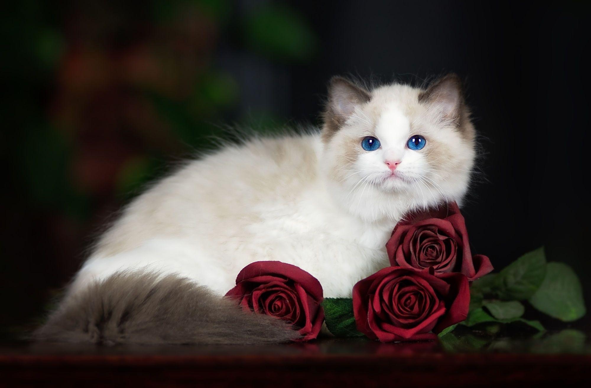 Ragdoll, Katzen, Rosen, HD, Hintergrund, 2000x1320 HD Desktop