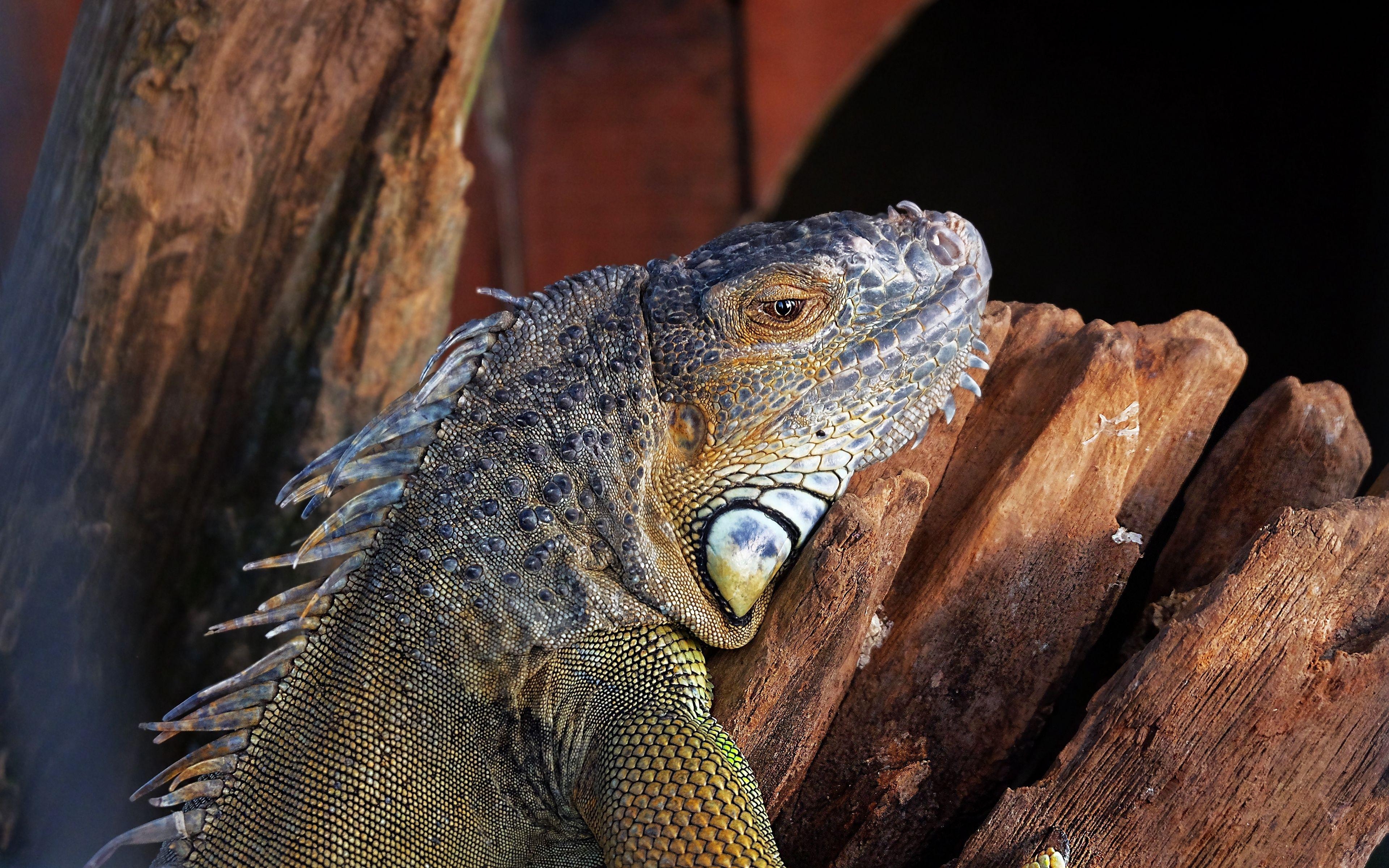 Leguan, Eidechse, Reptil, Farbe, Download, 3840x2400 4K Desktop