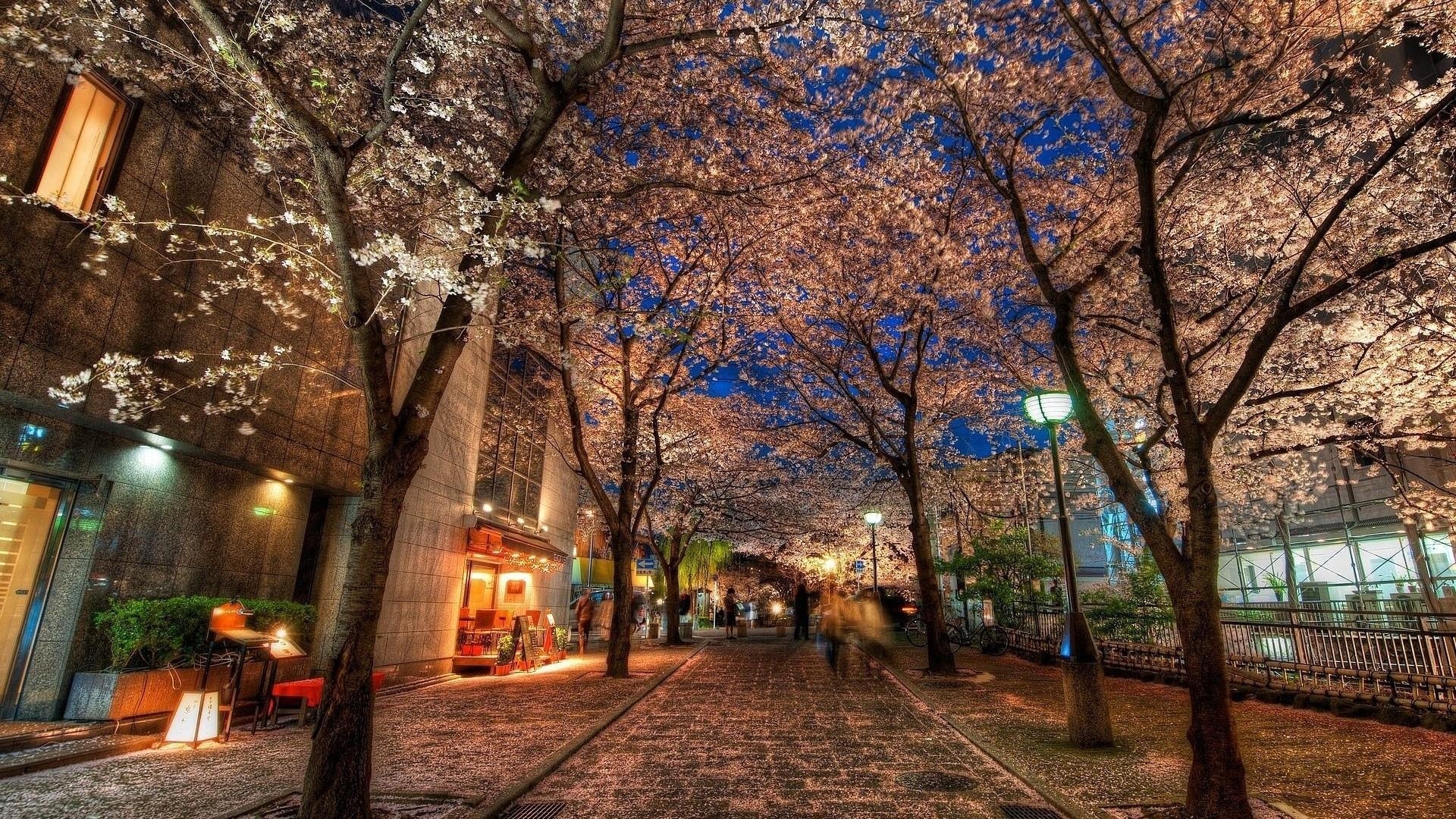 Kirschblüte, Kyoto, Japan, Frühling, Wallpaper, 1920x1080 Full HD Desktop