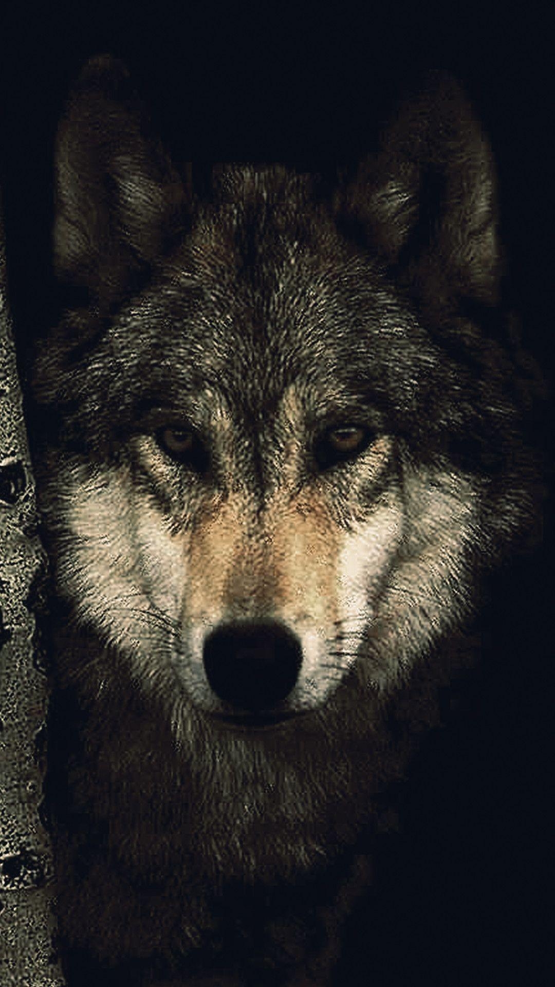 Wolf, iPhone 6, HD, Kostenlos, Hintergrund, 1080x1920 Full HD Handy