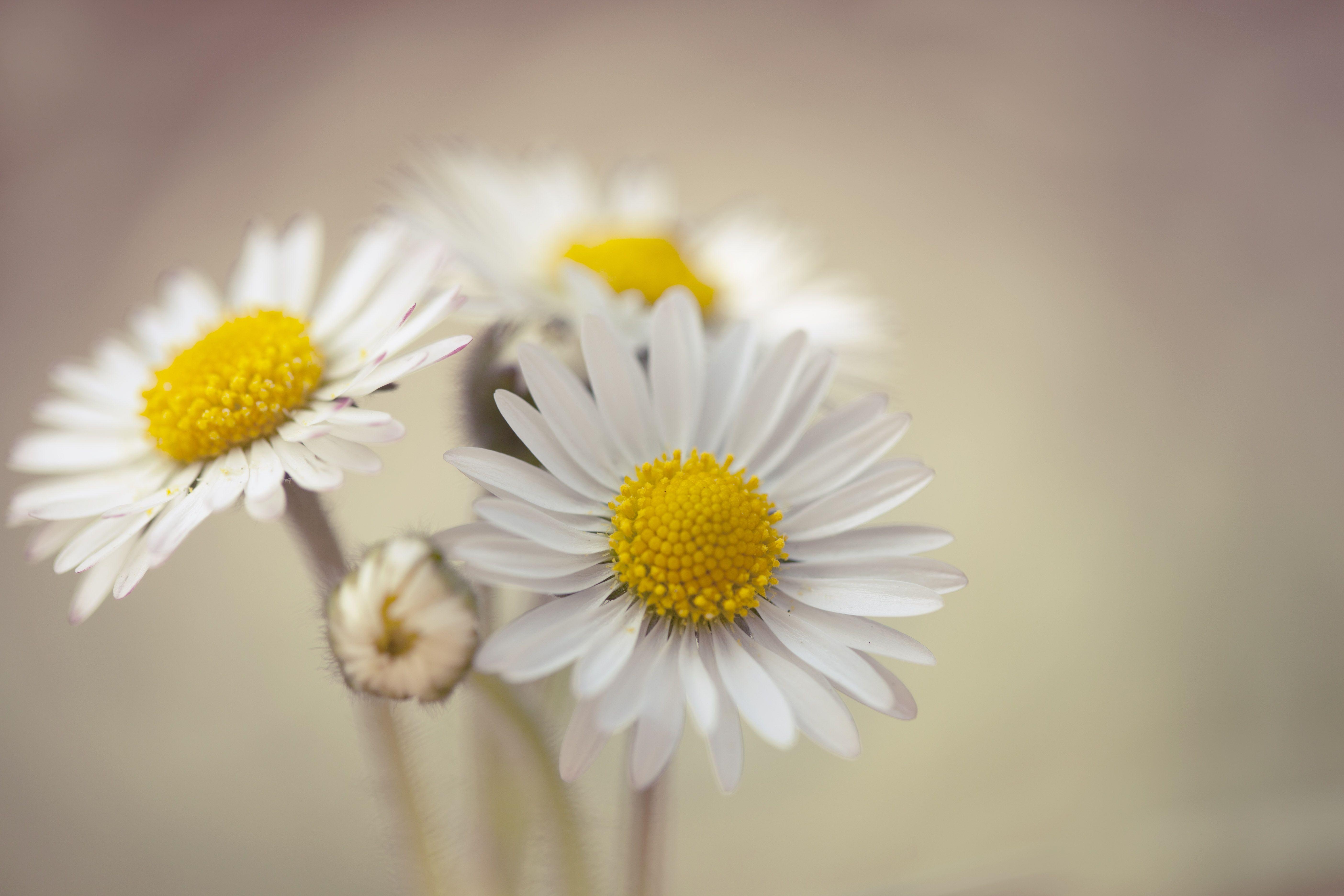 Gänseblümchen, HD, Hintergrund, Natur, Blume, 5620x3750 4K Desktop