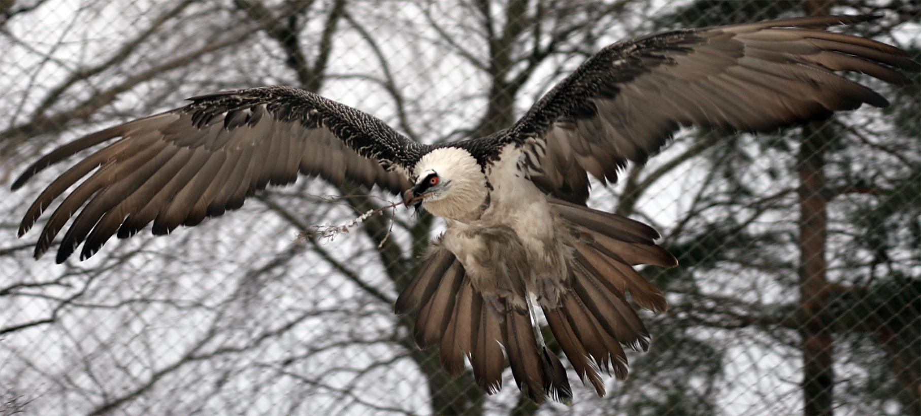 Bartgeier, Tiere, Flügelspannweite, Geier, Fotografie, 1820x820 Dual Screen Desktop