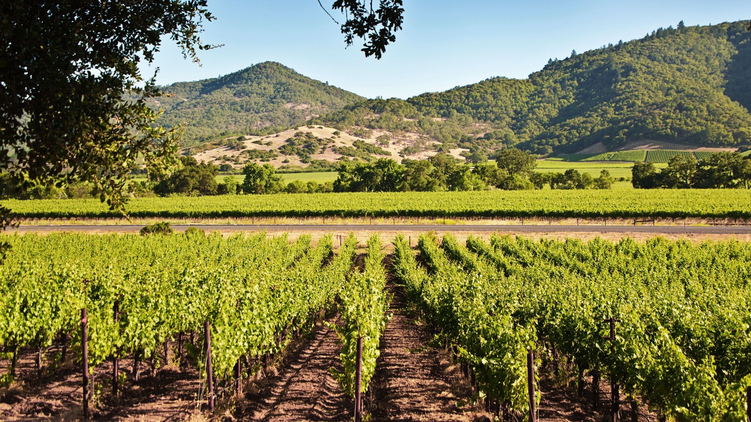 Virtuelle Weinverkostungen, Wein-Kiste, Gemeinschaft, Napa Valley, 2560x1440 HD Desktop