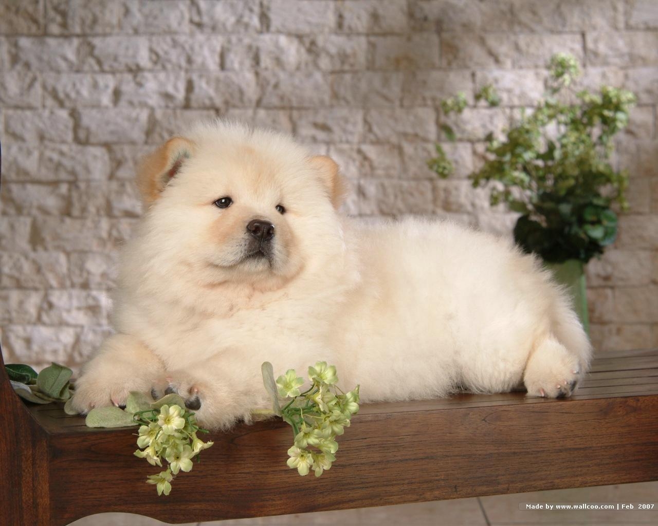 Chow Chow, Hintergrund, 1024px, Tiere, Hund, 1280x1030 HD Desktop