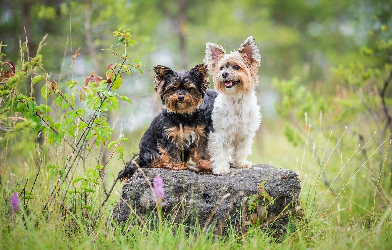 Hunde, Sommer, Yorkshire Terrier, Freundschaft, Hintergrund, 1340x850 HD Desktop