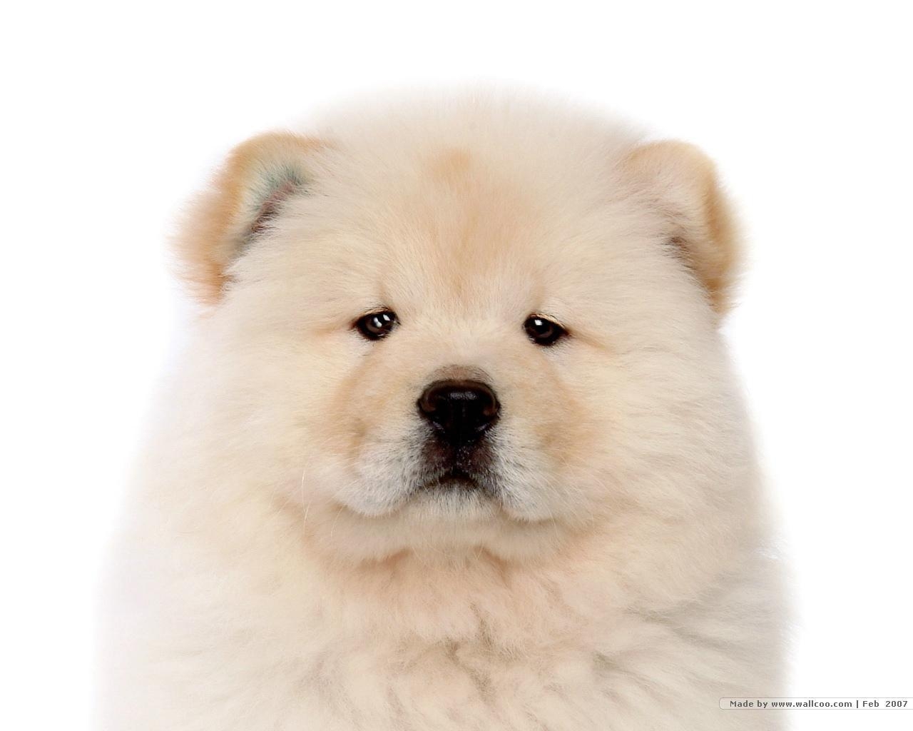 Chow Chow, Kostenlos, Bild, Hintergrund, HD, 1280x1030 HD Desktop