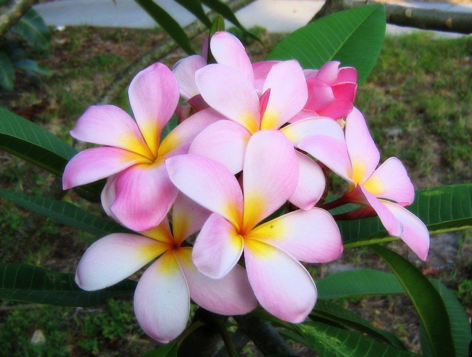 Plumeria, Baum, Rosa, Frangipani, Tempelbaum, 1600x1210 HD Desktop