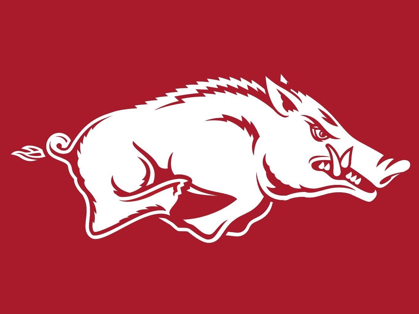 Arkansas, Razorback, Hintergrund, USA, Bild, 1370x1030 HD Desktop