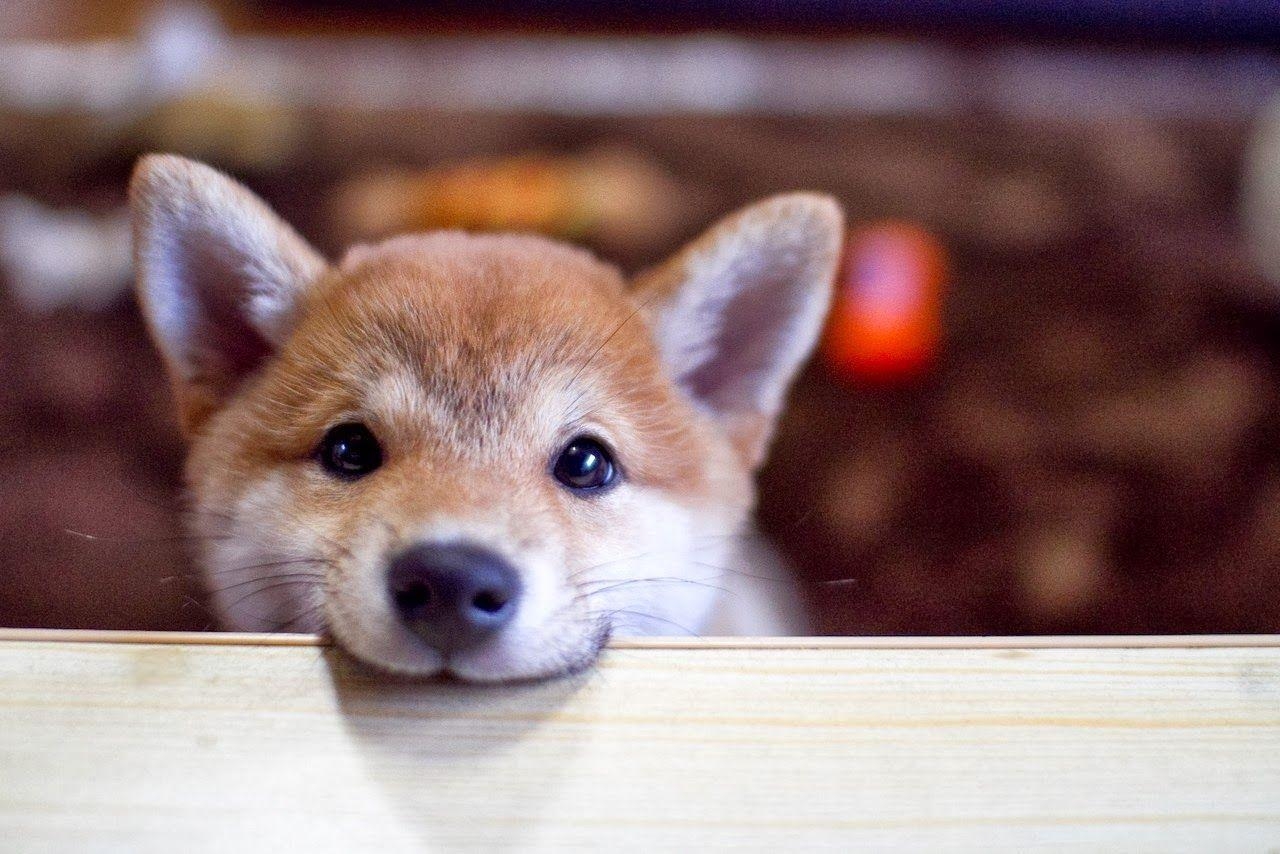 Shiba Inu, HD, hohe Auflösung, Hund, Bild, 1280x860 HD Desktop