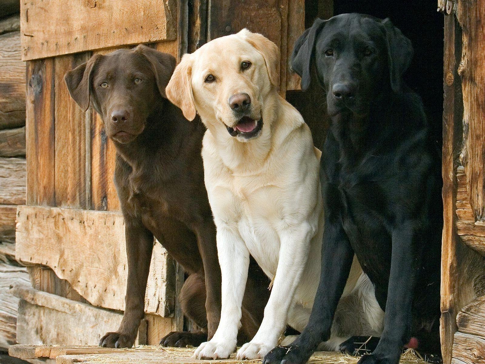 Labrador, Freundlichkeit, Tierportrait, Fell, Lebhaft, 1600x1200 HD Desktop