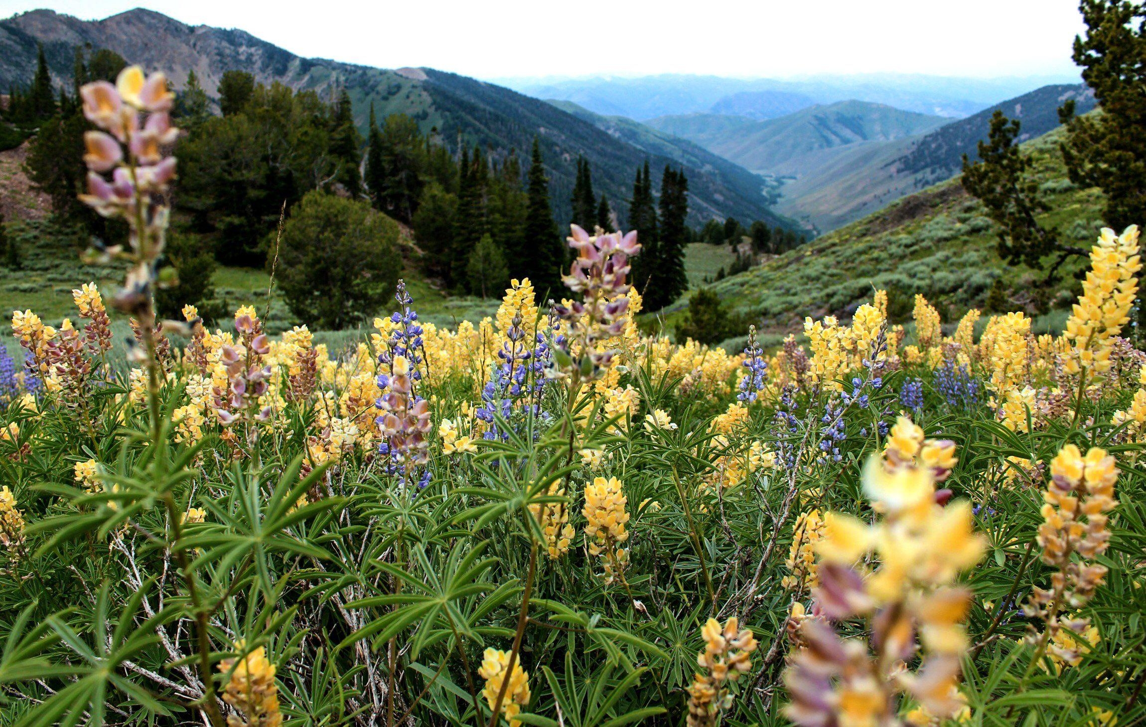 Sun Valley, Idaho, Blumen, Landschaft, Natur, 2300x1460 HD Desktop