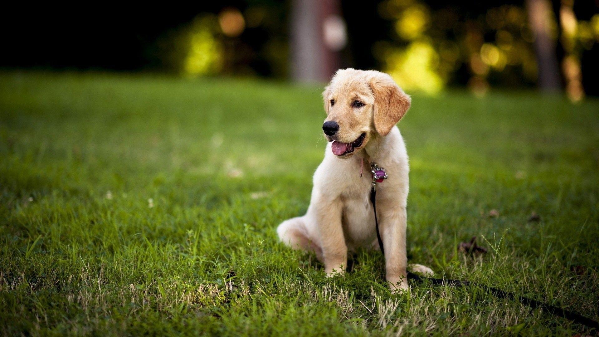 Schokolade, Labrador, Hintergrund, Tier, Hund, 1920x1080 Full HD Desktop