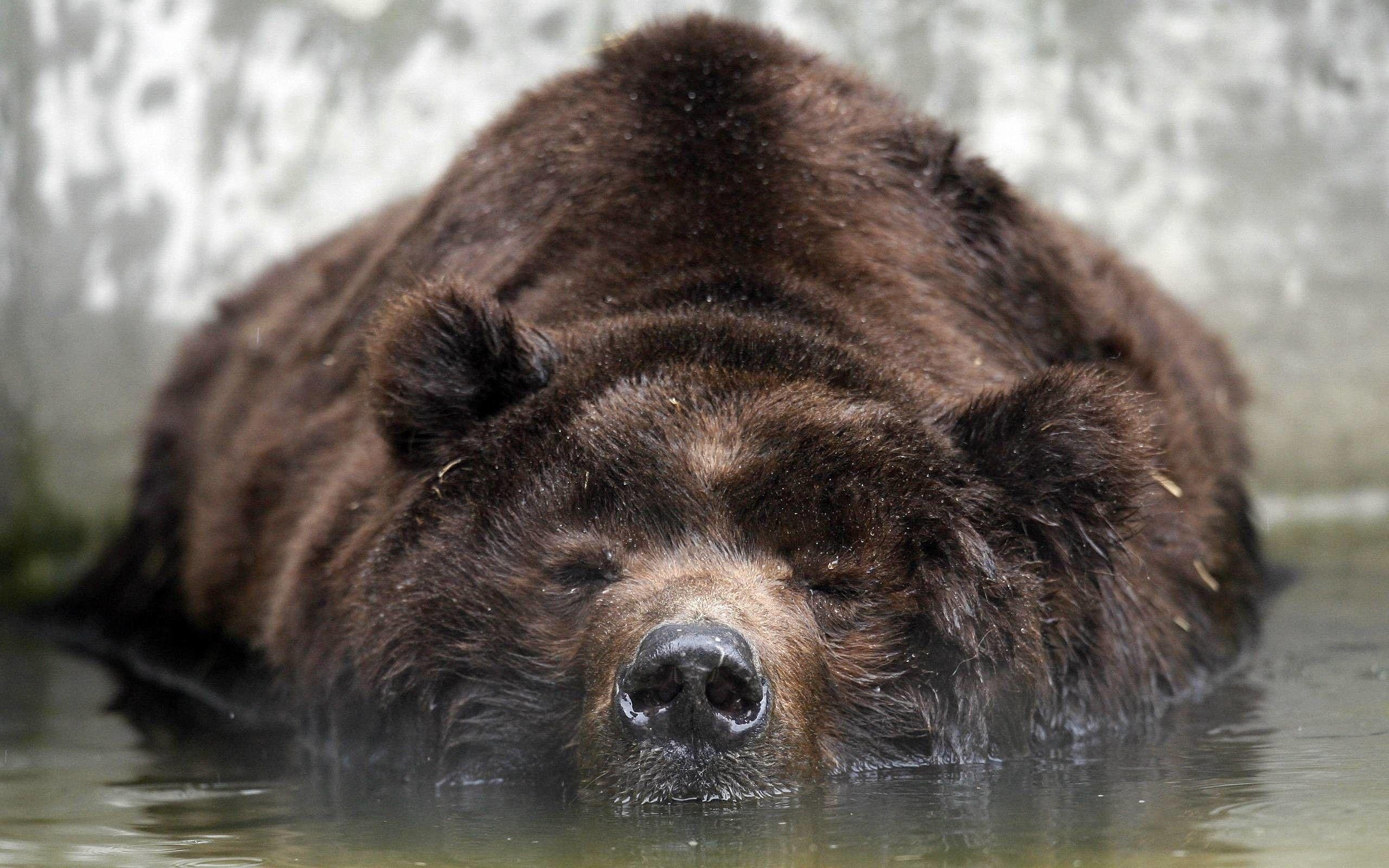 Bärenbilder, Natur, Tierwelt, Hintergrund, Wildlife, 2560x1600 HD Desktop