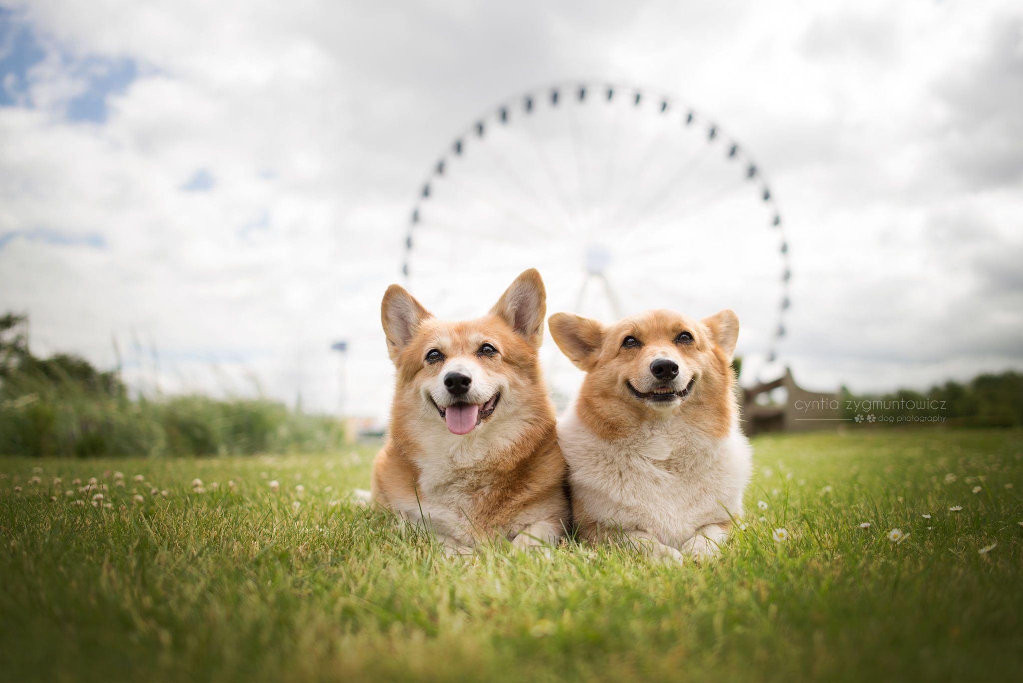 Welsh Corgi, Hintergrundbild, Hund, Tier, Niedlich, 2050x1370 HD Desktop