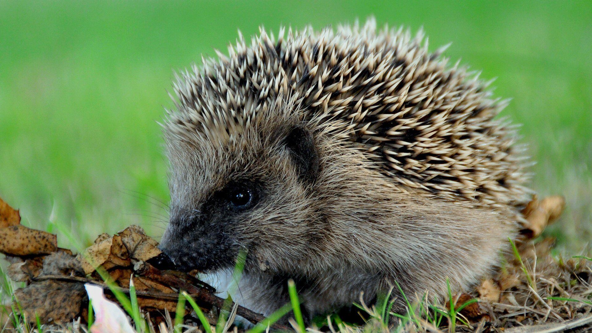 Igel, Tierwelt, Niedlich, Igelbild, Natur, 1920x1080 Full HD Desktop