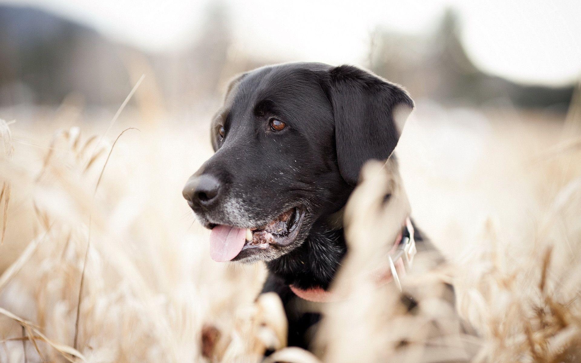 Labrador, Hund, HD, Hintergrundbild, Tier, 1920x1200 HD Desktop