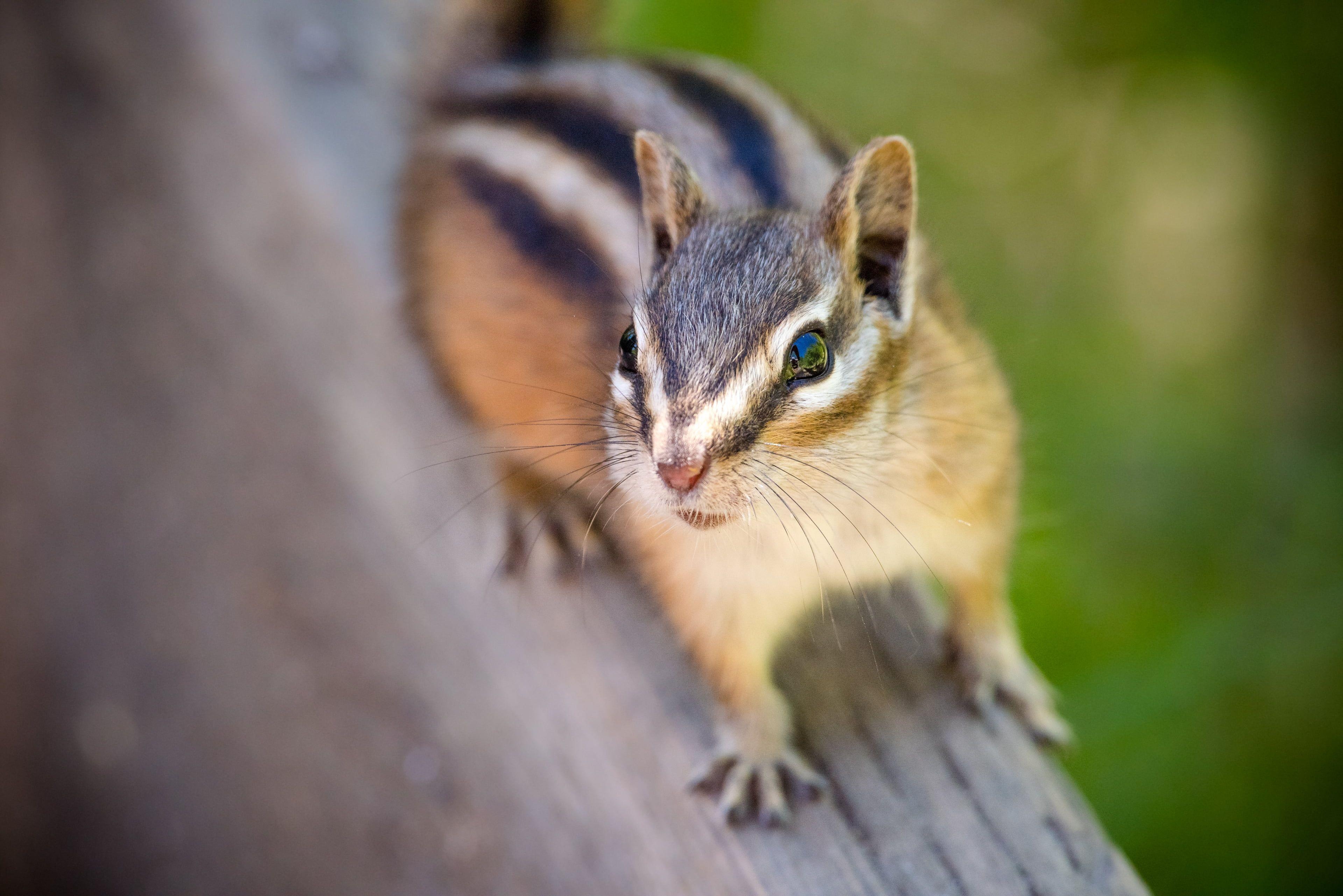 Gestreiftes Eichhörnchen, Holz, Fotografie, Fokus, Natur, 3840x2570 4K Desktop