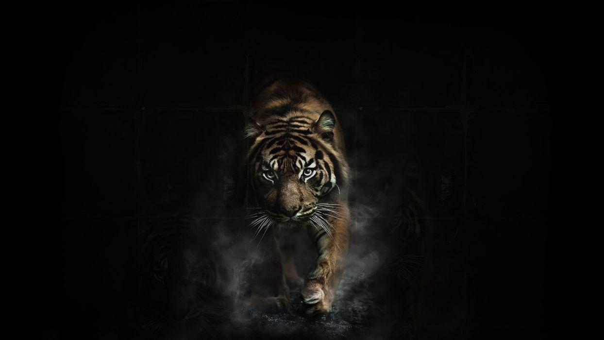 Tiger, Tiere, Bild, HD1080, Hintergrund, 1250x700 HD Desktop