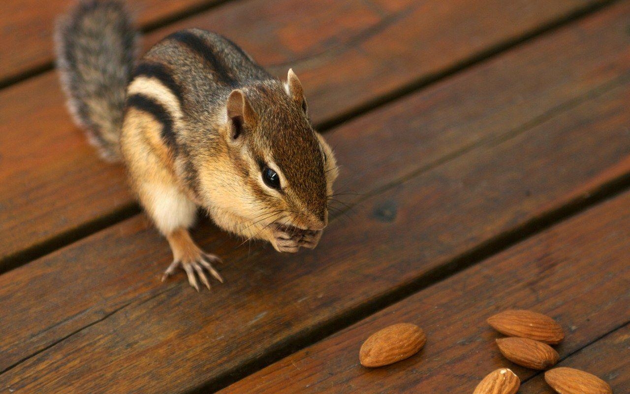 Süßes Chipmunk, Haustier, No.9, Foto, Hintergrund, 1280x800 HD Desktop