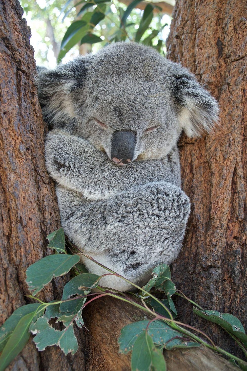 Koala, Bild, Download, Kostenlos, Australien, 1000x1500 HD Handy