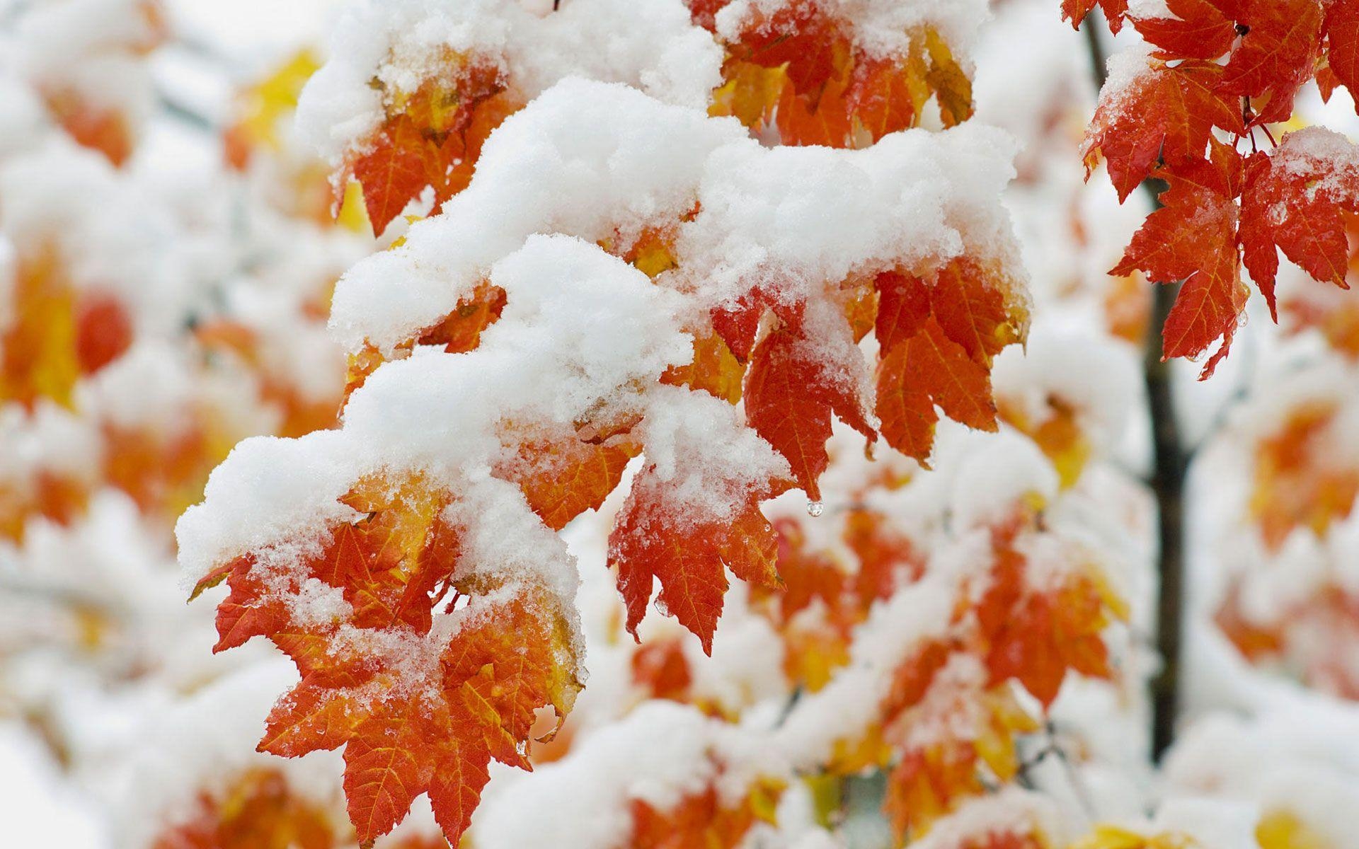 Früher Schneefall, Desktop, Natur, 1920x1200 HD Desktop