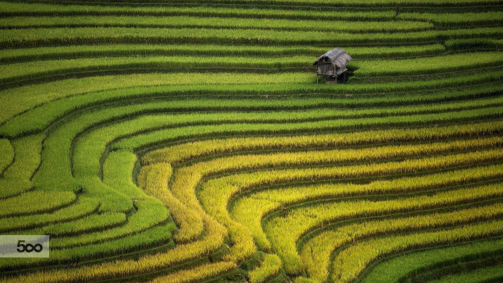 Reisterrassen, HD, Banaue, Landschaft, Naturwunder, 2050x1160 HD Desktop