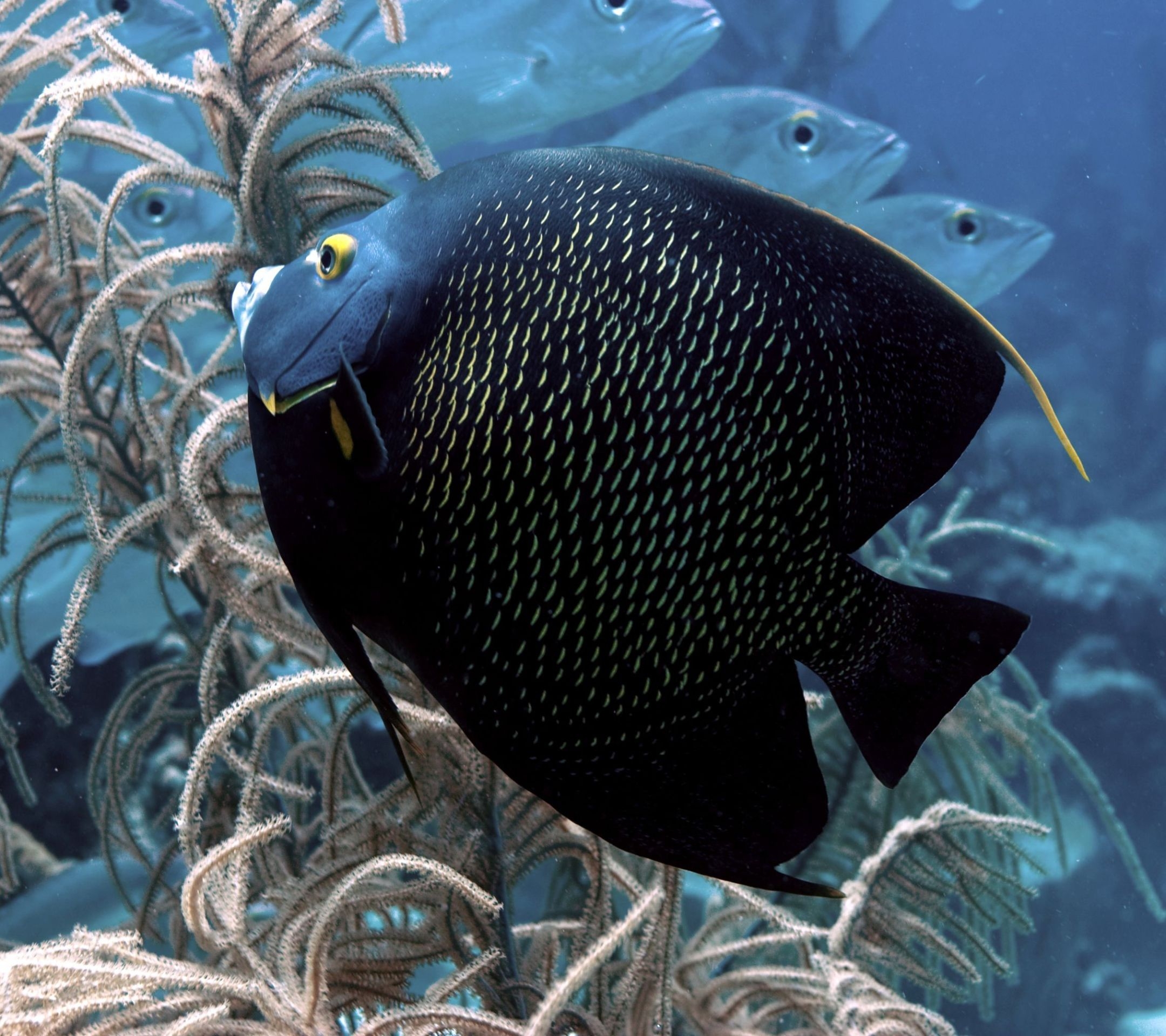 Angelfish, Desktop, Tier, HD, Download, 2160x1920 HD Desktop