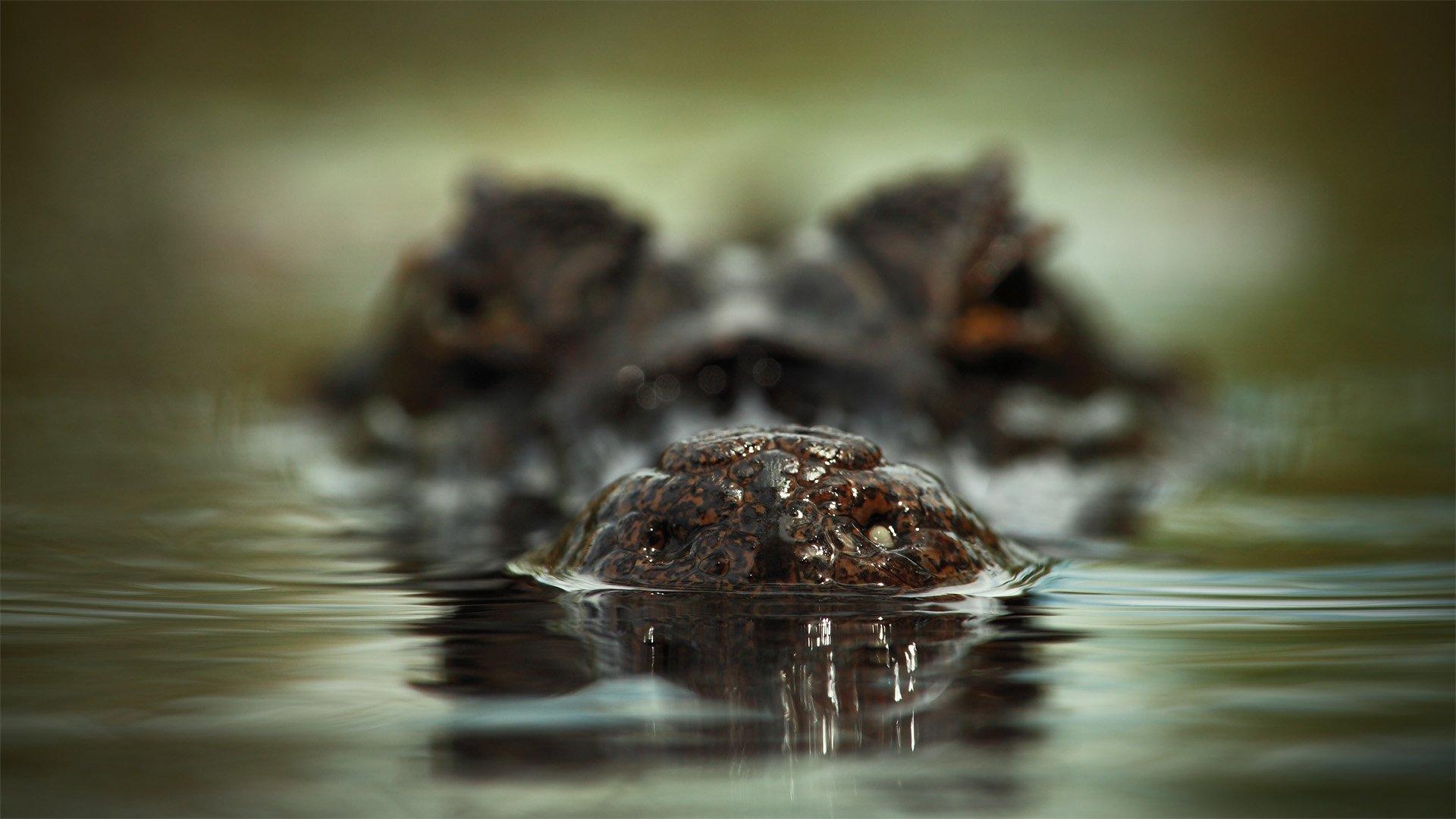 Alligator, HD Bild, Hintergrund, Reptil, Tiere, 1920x1080 Full HD Desktop