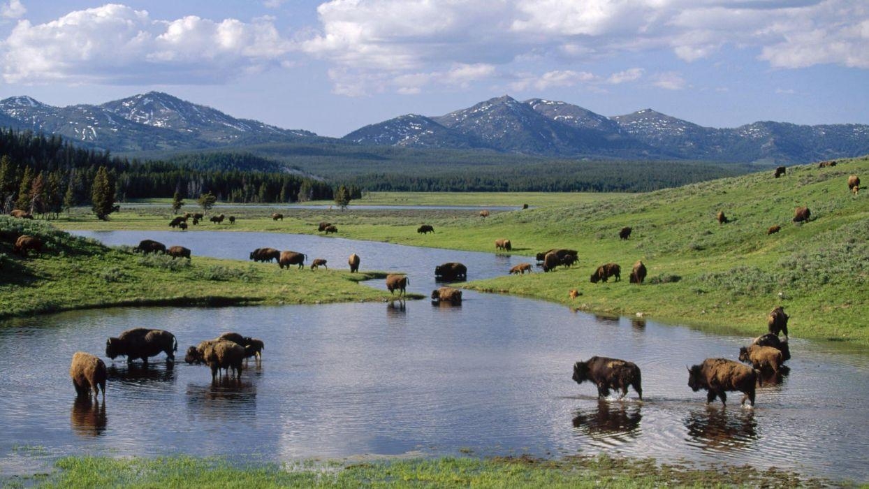 Yellowstone, Bison, Wyoming, Amerikanisch, Nationalpark, 1250x700 HD Desktop