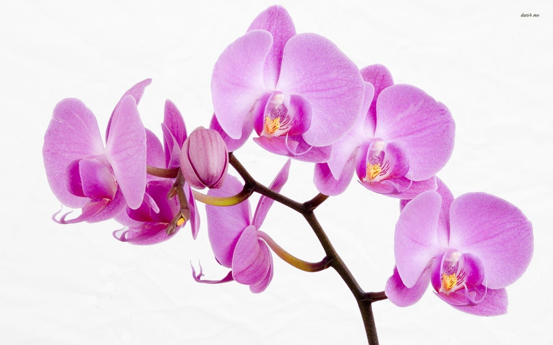 Orchidee, Natur, habrumalas, rosa, Bild, 1920x1200 HD Desktop