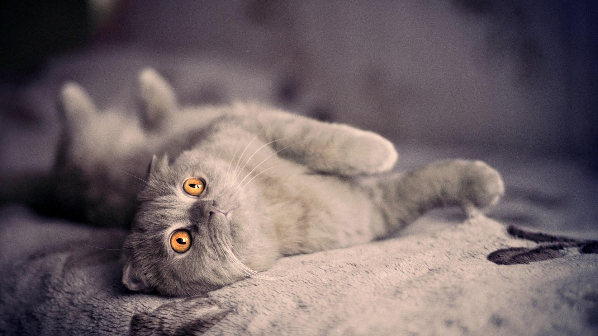 Scottish Fold, Fiktion, Avenged, Hintergrund, Katze, 1920x1080 Full HD Desktop