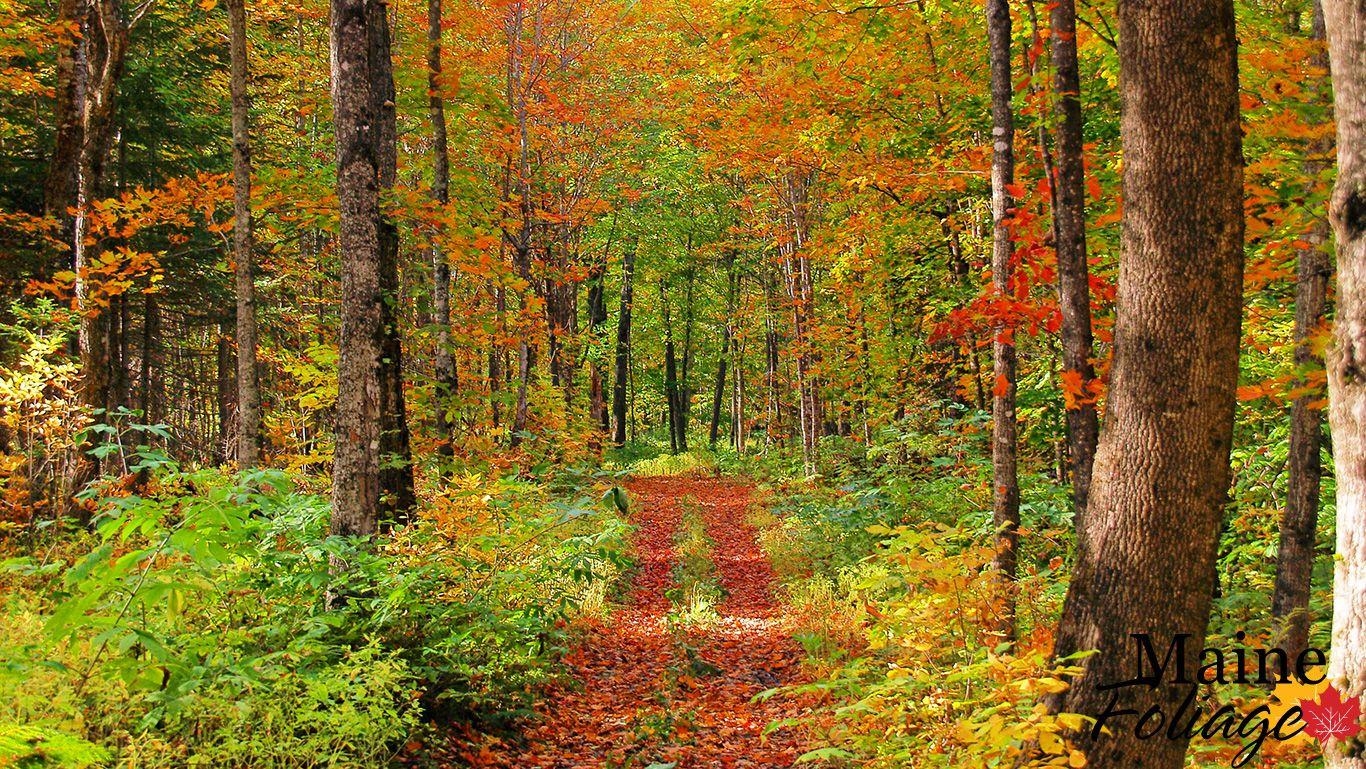 Foliage, Maine, Fotogalerie, Herbst, Natur, 1370x770 HD Desktop