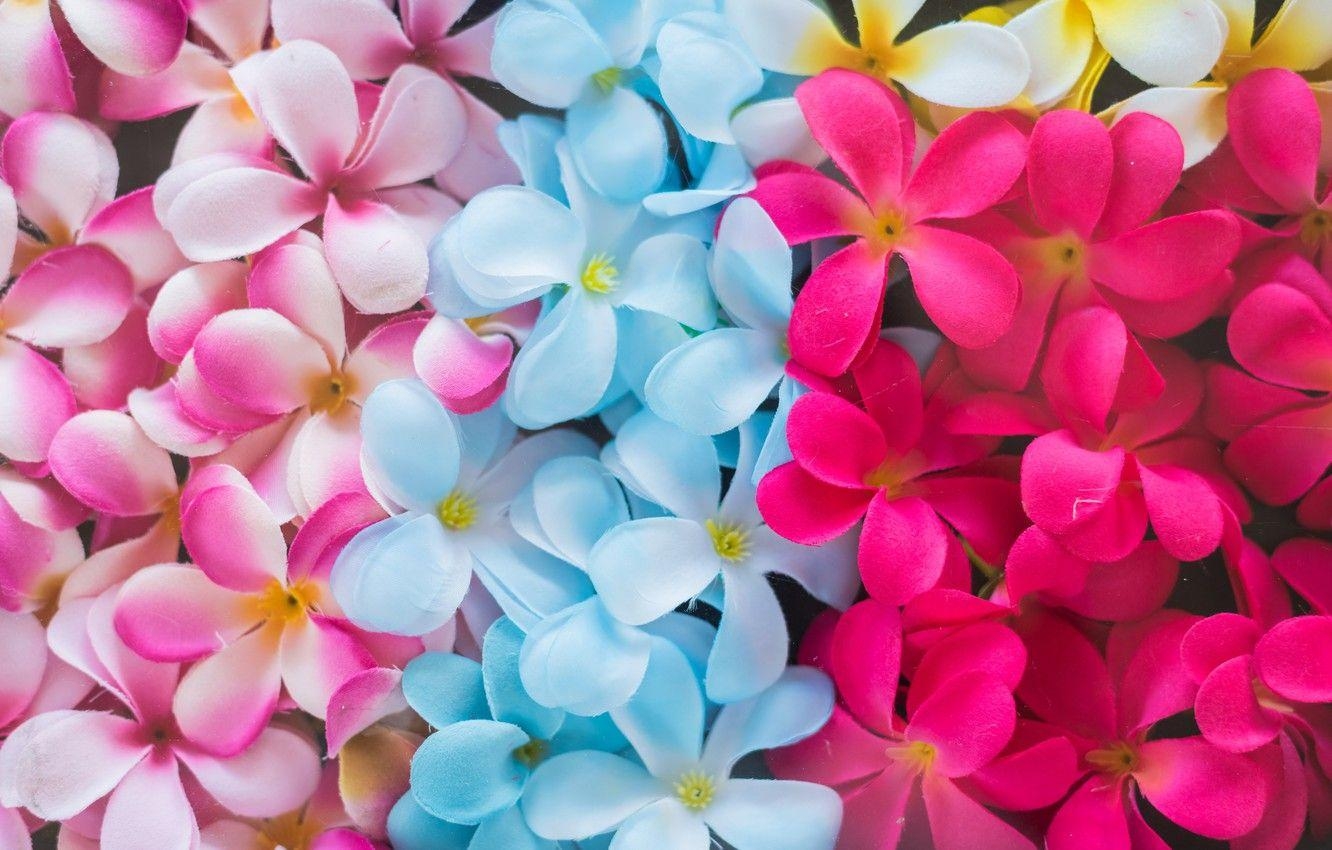 Bunte Blüten, Pinke Blumen, Plumeria, Natur, Hintergrund, 1340x850 HD Desktop