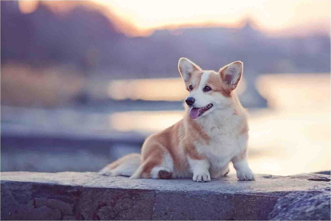 Corgi, Niedlich, Hündchen, Foto, Hintergrund, 1360x910 HD Desktop