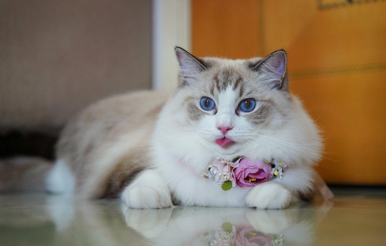 Ragdoll Katze, Blumen, Reflexion, blaue Augen, Porträt, 1340x850 HD Desktop