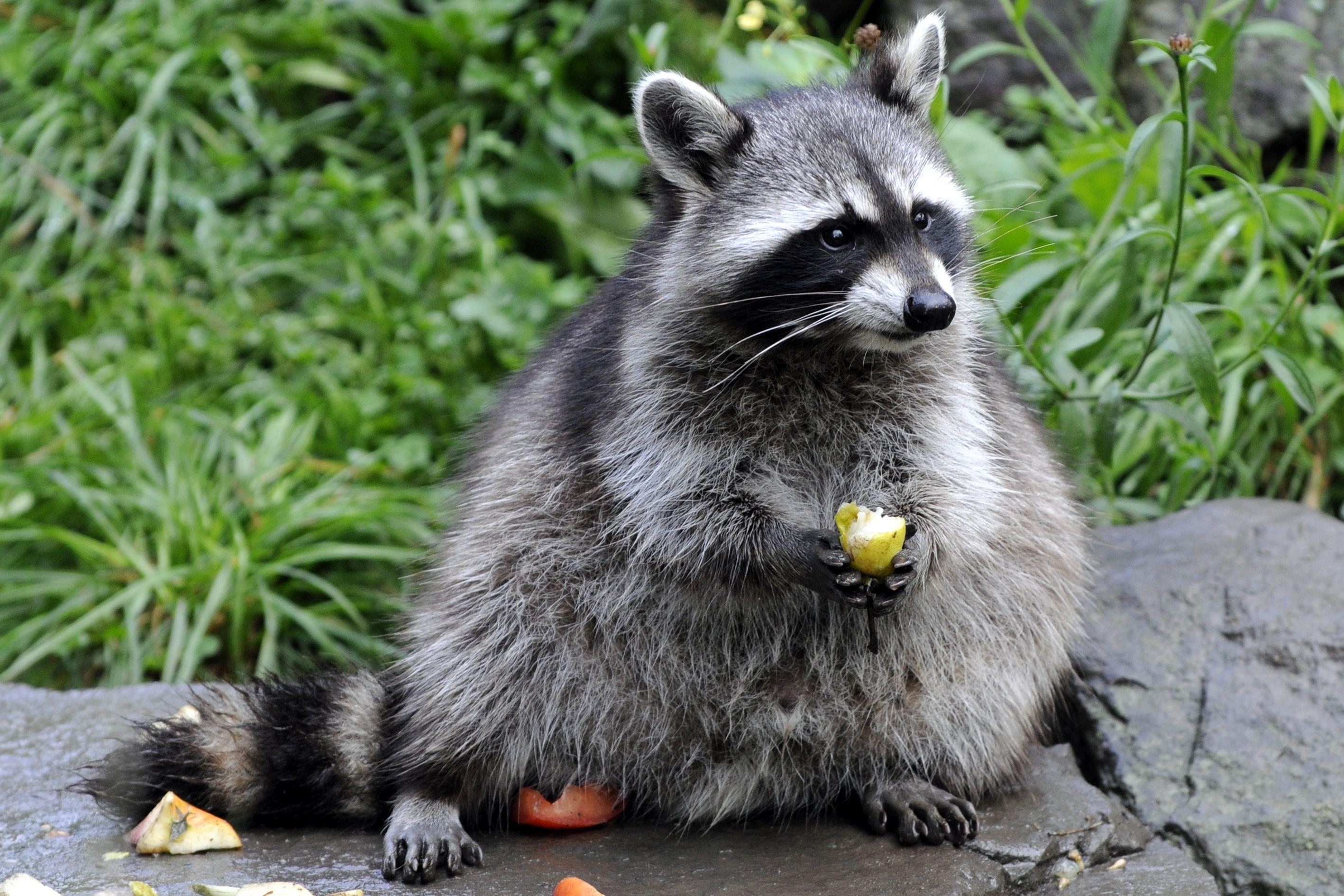 Waschbär, HD, Hintergrund, tierisch, Fotografie, 2840x1890 HD Desktop