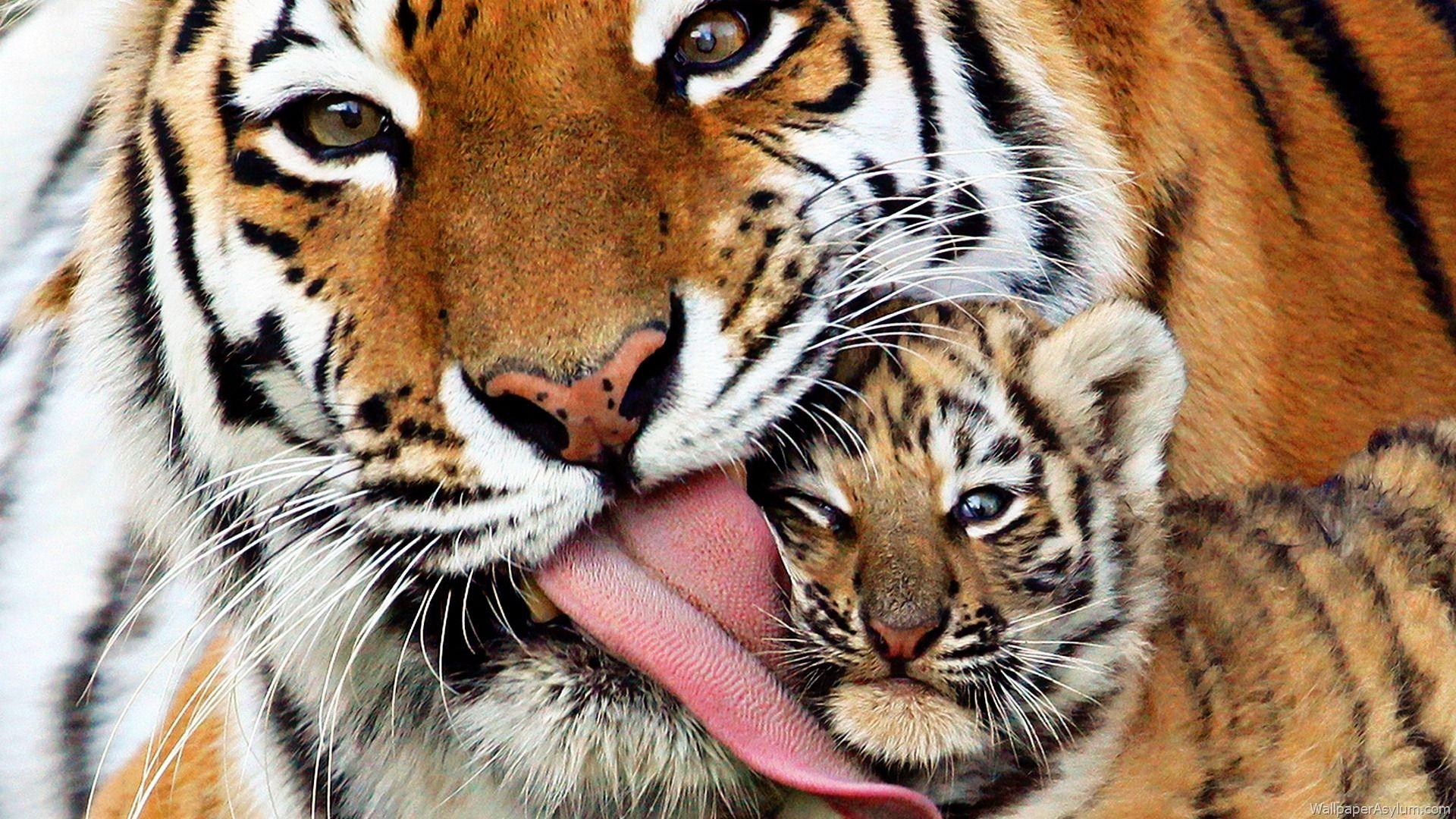 Kostenlose Tigerbilder, HD, Natur, Tiere, 1920x1080 Full HD Desktop