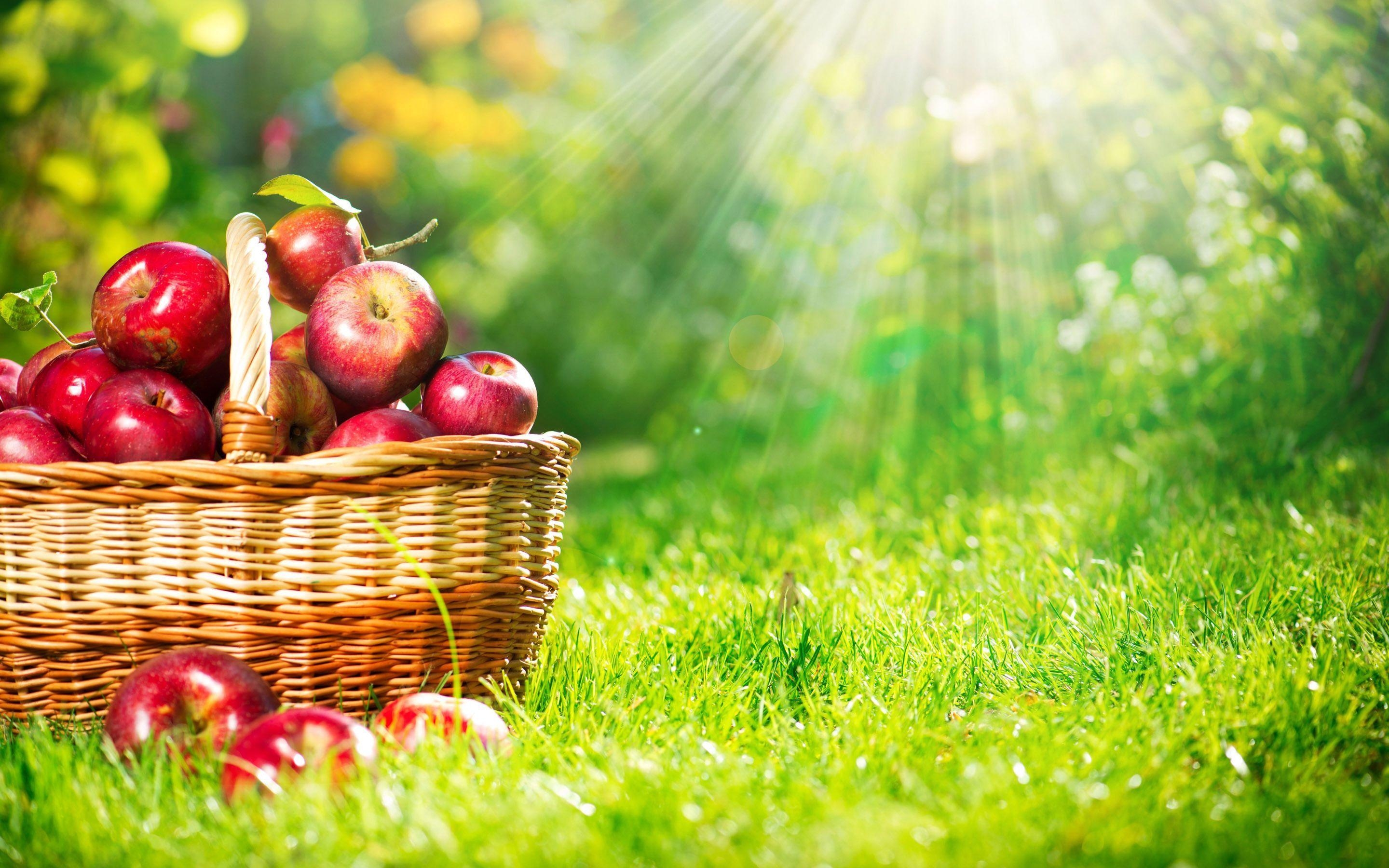 Apfel, Frucht, Beste, Neueste, Obst, 2880x1800 HD Desktop