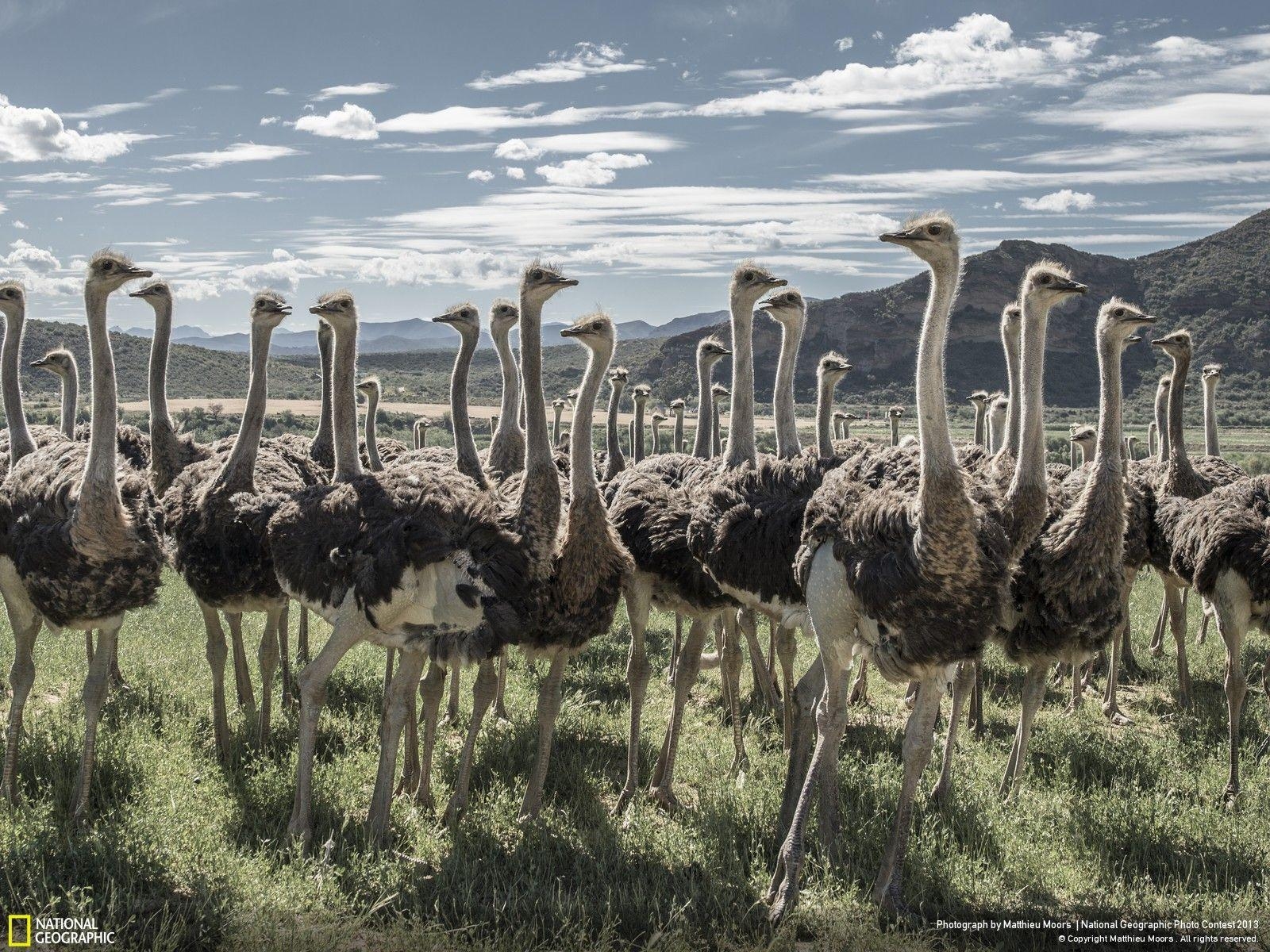 Strauß, Hintergrund, Vogel, Fauna, Tier, 1600x1200 HD Desktop