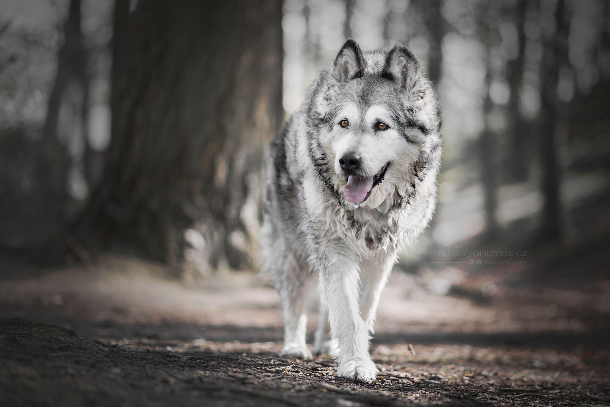 Alaskan Malamute, Hund, Tiere, Hintergrund, Foto, 2050x1370 HD Desktop