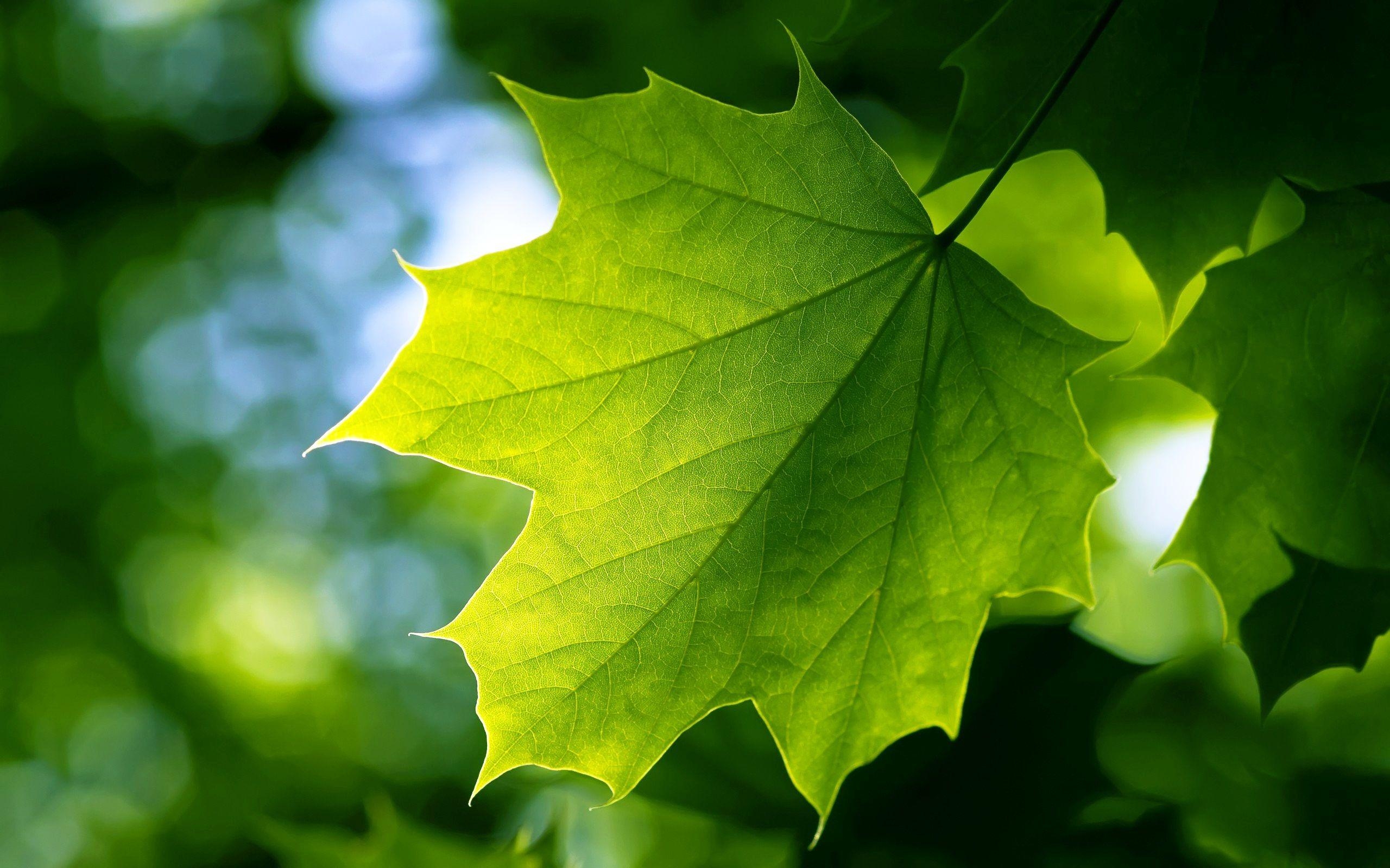 Blatt Natur, grün, Natur, Naturmotiv, HD, 2560x1600 HD Desktop