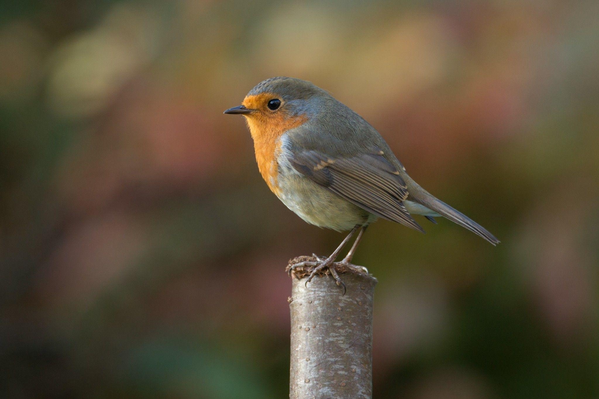 Rotkehlchen, Vogel, Hintergrund, Natur, Bild, 2050x1370 HD Desktop