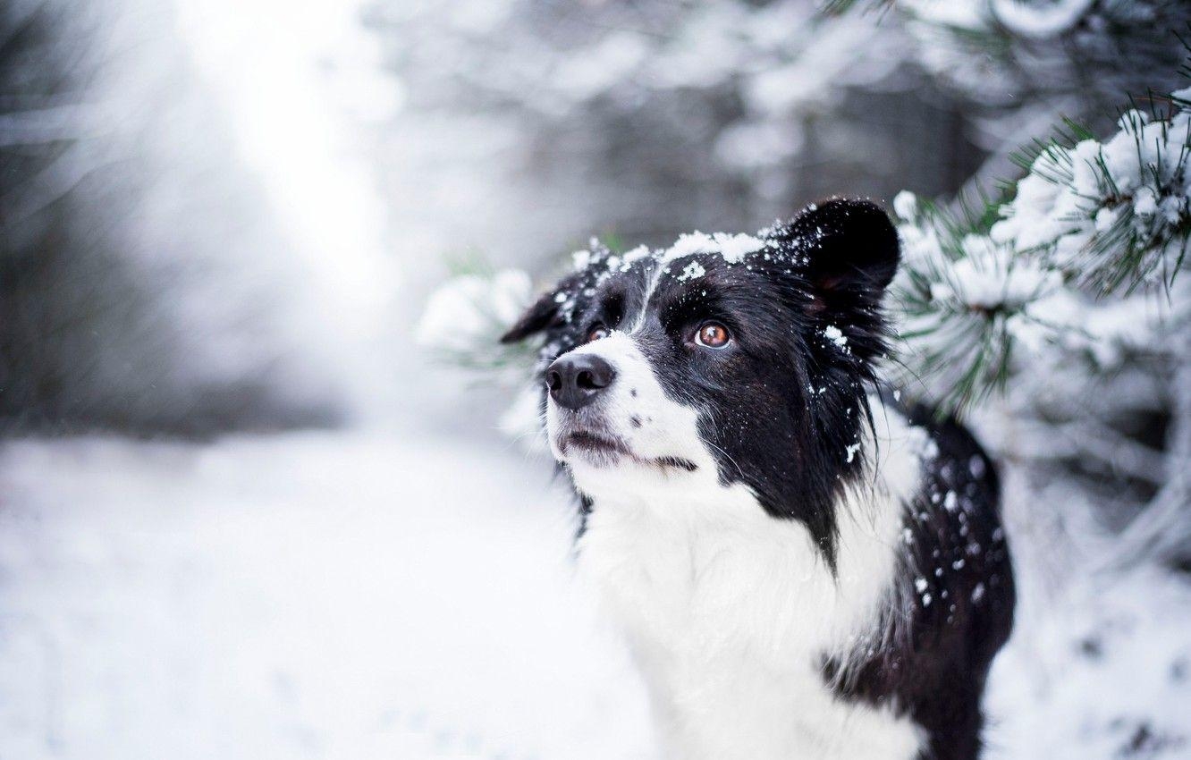 Border Collie, Winter, Hund, Bokeh, Gesicht, 1340x850 HD Desktop