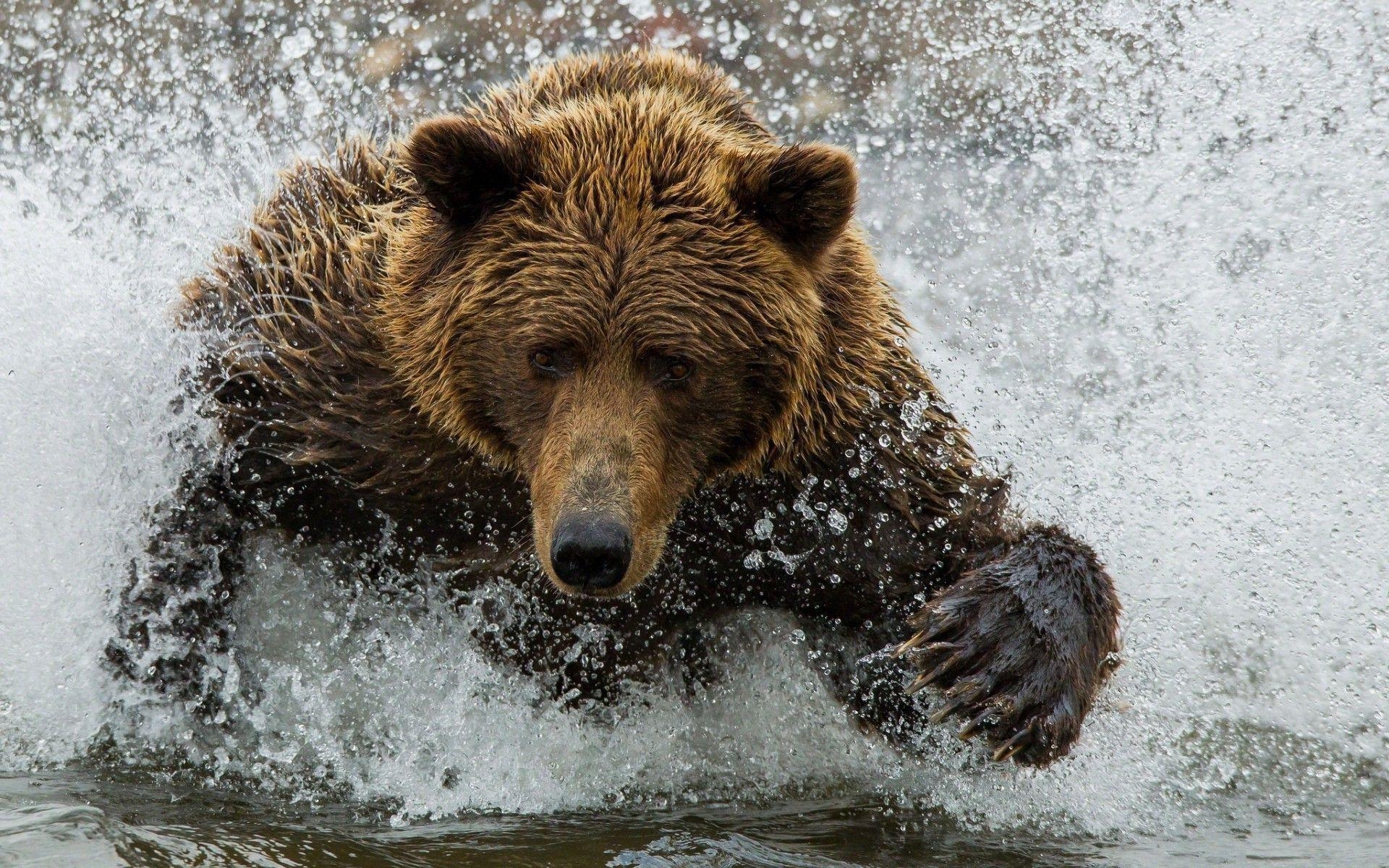 Grizzlybär, Tiere, Computer, Braunbär, Natur, 1920x1200 HD Desktop