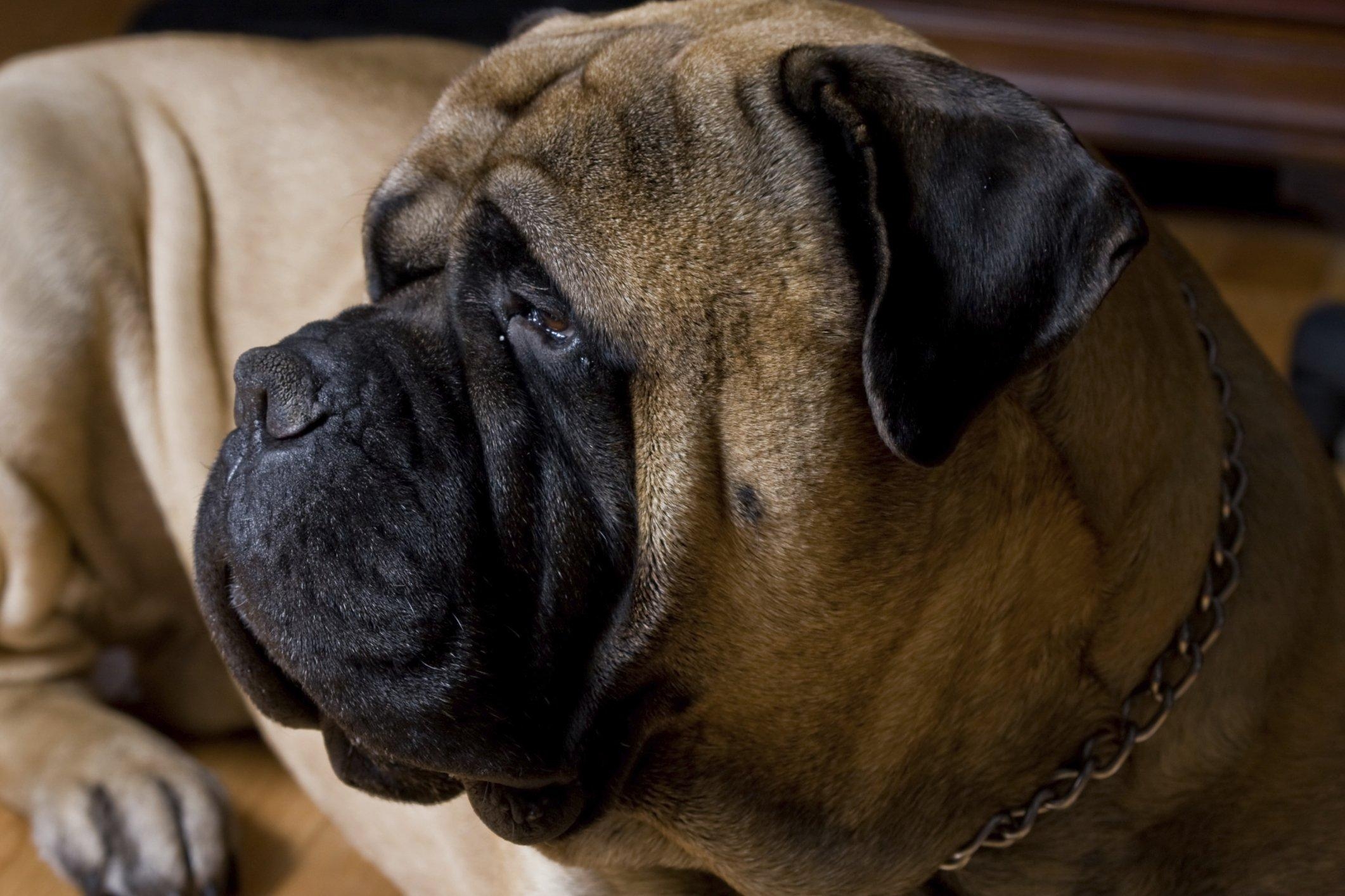 Bullmastiff, Hund, Hunde, Bild, Tiere, 2130x1420 HD Desktop