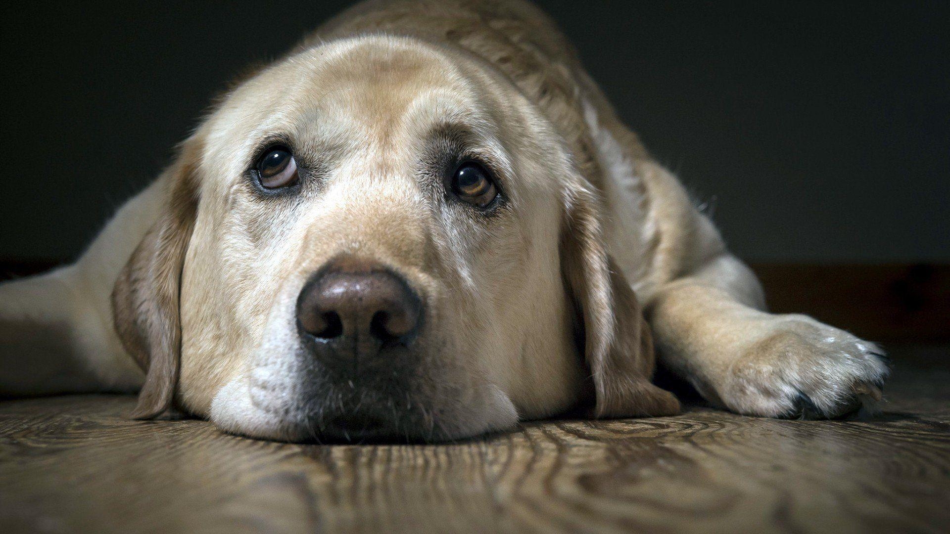 Labrador Traurig, HD, Tiere, 4K, Foto, 1920x1080 Full HD Desktop