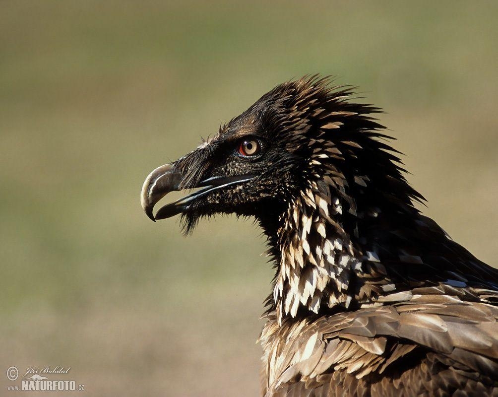 Bartgeier, Bild, Tiere, Selten, Fotografie, 1010x800 HD Desktop