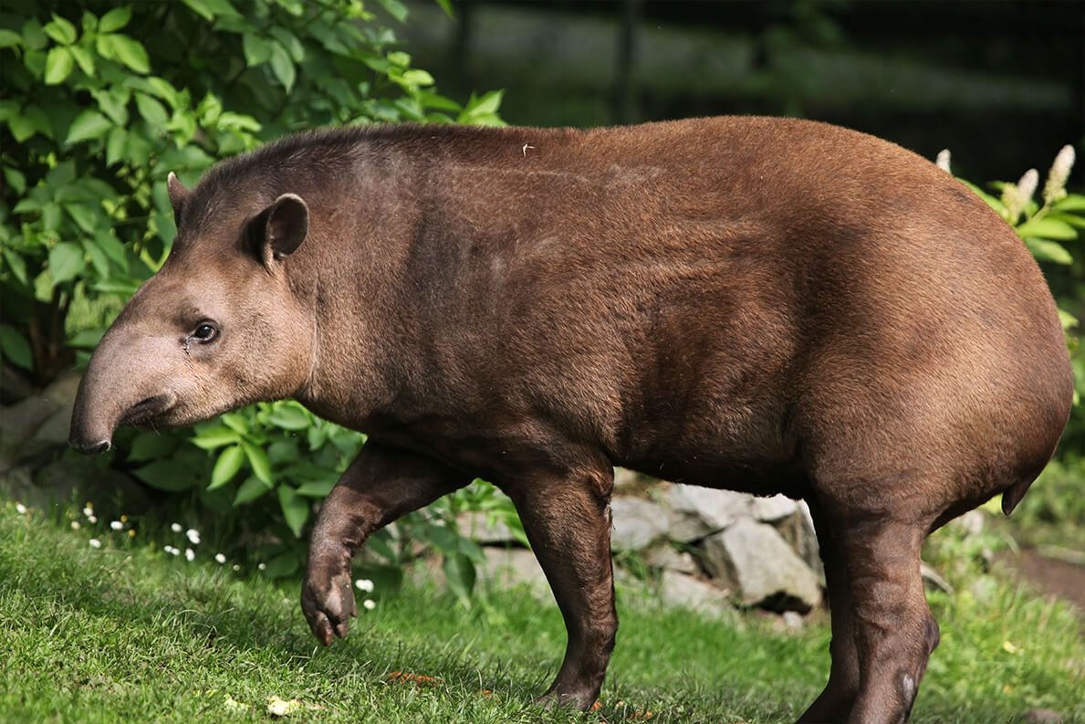 Tapir, San Diego Zoo, Pflanzen, Tiere, Park, 1190x800 HD Desktop