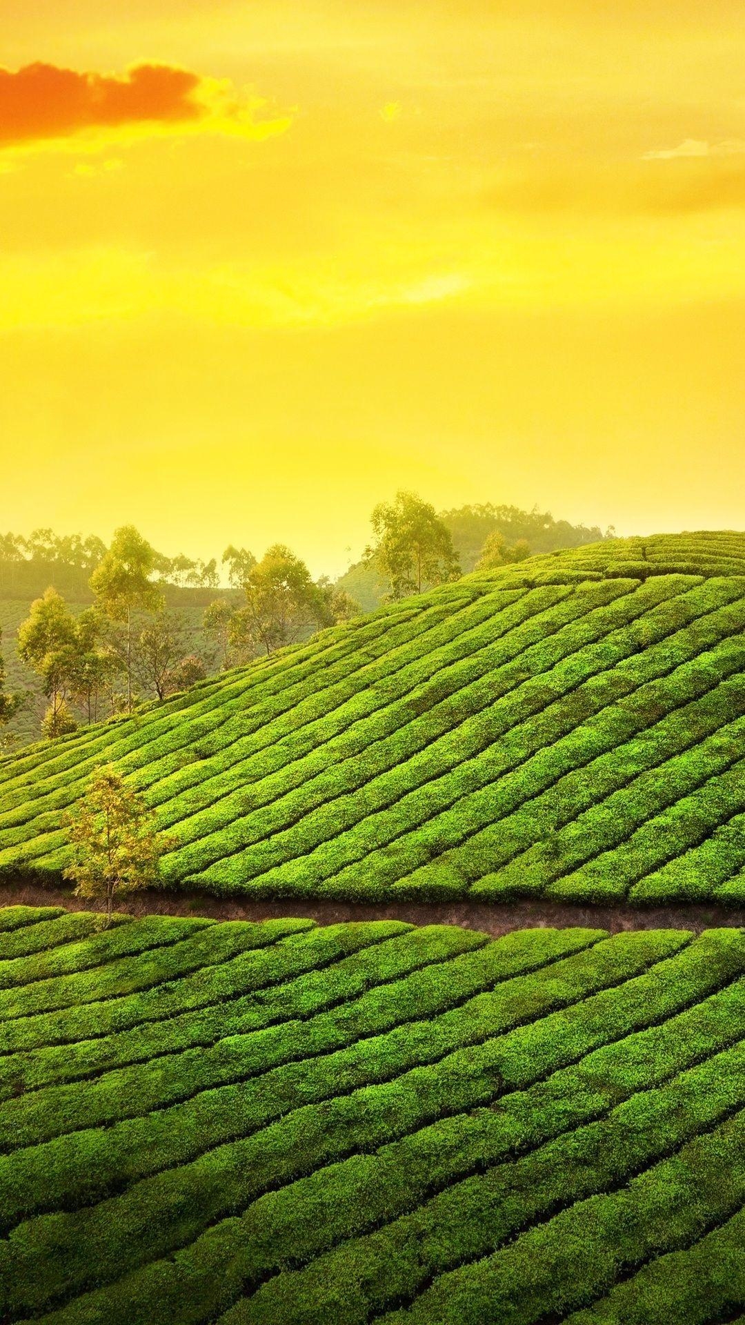 Kerala, Munnar, Indien, Asien, Berglandschaft, 1080x1920 Full HD Handy